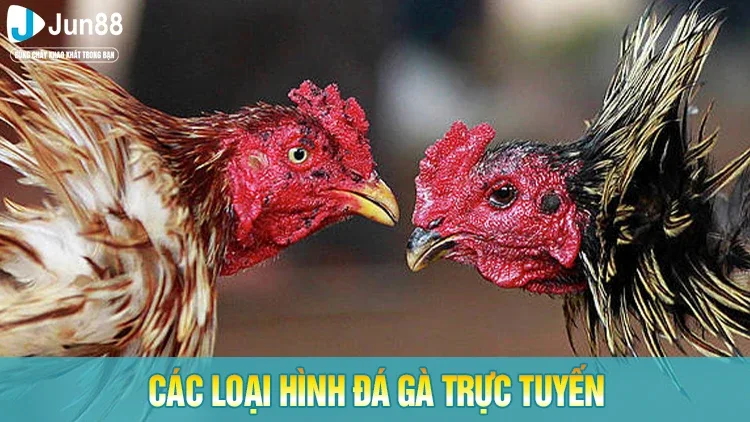 Các loại hình đá gà trực tuyến phổ biến nhất 2025
