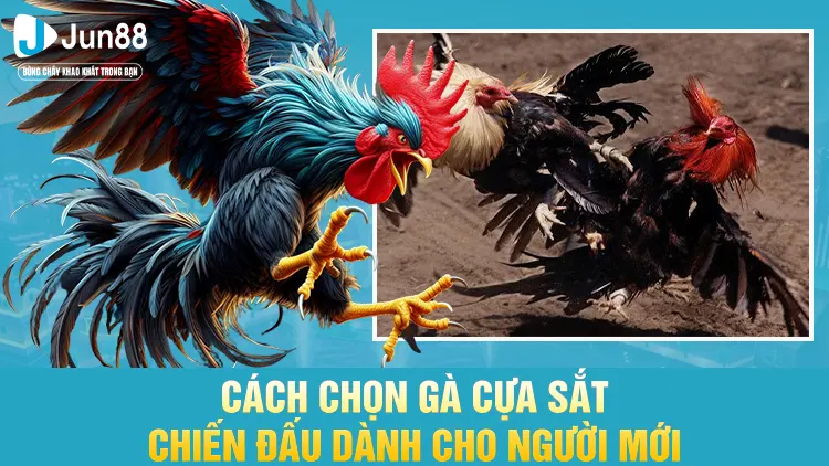 Cách chọn gà cựa sắt chiến đấu dành cho người mới