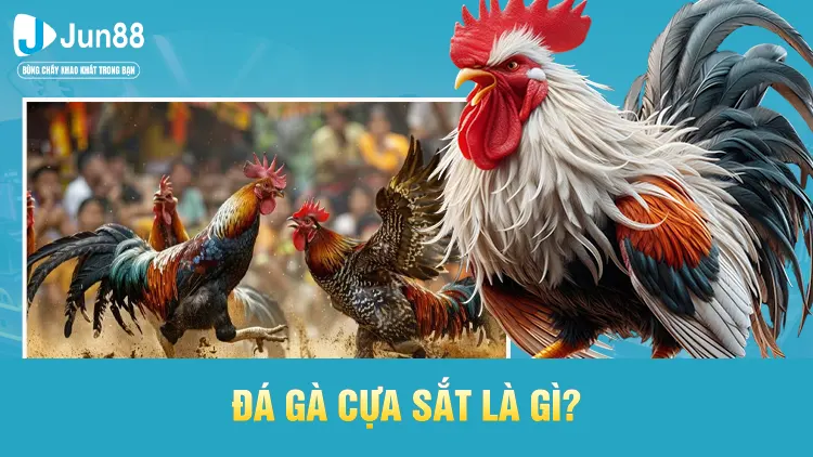 Khái quát thông tin về hình thức đá gà cựa sắt