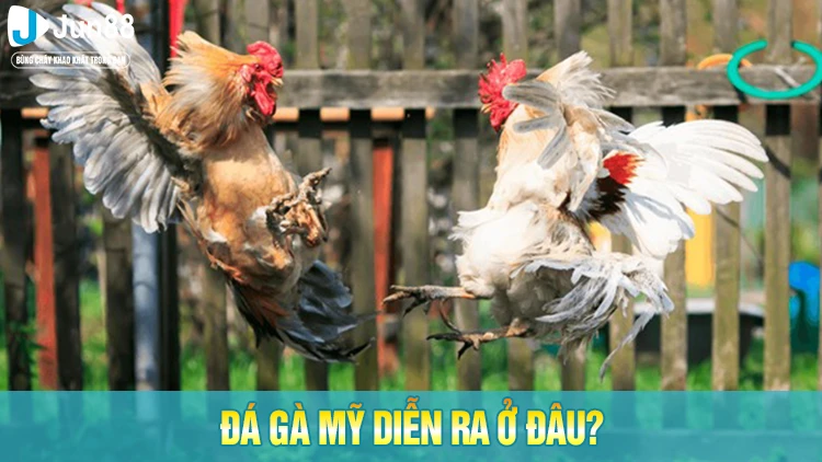 Nơi diễn ra các trận đá gà Mỹ