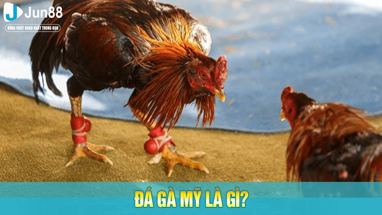Đá gà Mỹ là gì?