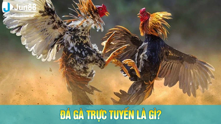 Đá gà trực tuyến là gì?