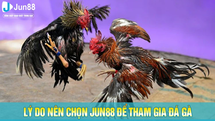 Lý do khiến người chơi lựa chọn giải trí tại website đá gà Jun88