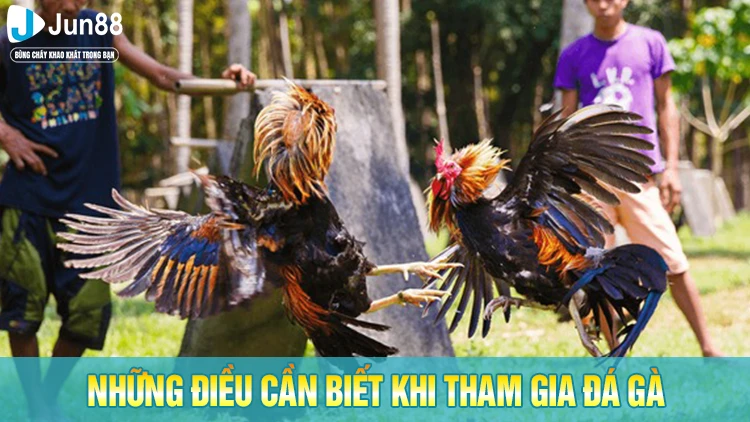 Điều cần biết cần lưu ý trong đá gà